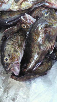 旧一文字赤灯、今日はガシラDay！！