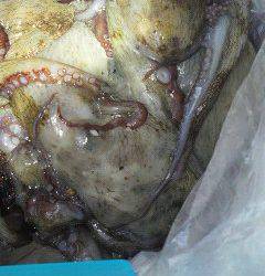 旧一文字赤灯、今日はガシラDay！！