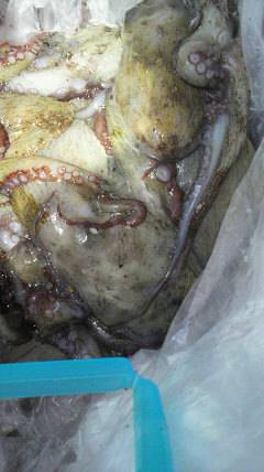 旧一文字赤灯、今日はガシラDay！！