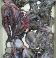 【5日】岸和田アリアのタコ釣り情報★