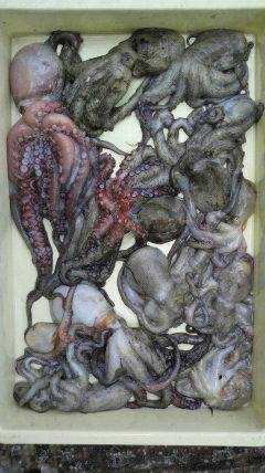 【5日】岸和田アリアのタコ釣り情報★