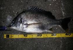 舞洲、チニングバッチリ狙いどうり？釣れまし…