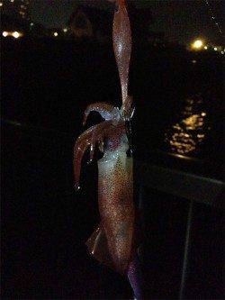 舞子でライトエギング、スルメイカ15ハイ！