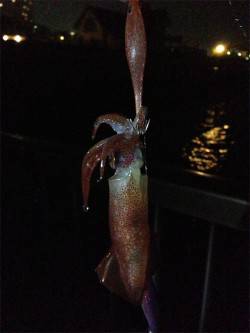 舞子でライトエギング、スルメイカ15ハイ！…