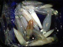 舞子でライトエギング、スルメイカ15ハイ！