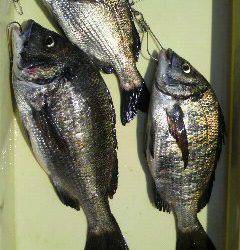 沖一文字スリットで落とし込み、良型チヌの釣果☆