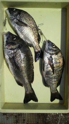 沖一文字スリットで落とし込み、良型チヌの釣…