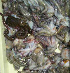 岸和田、今日のタコ情報