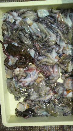 岸和田、今日のタコ情報