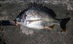 舞洲　チニングでキビレ〜36cm4尾☆