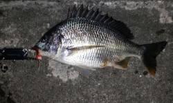 舞洲　チニングでキビレ〜36cm4尾☆