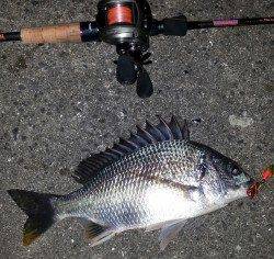 舞洲　チニングでキビレ〜36cm4尾☆