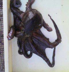 【10日】本日の岸和田タコ情報