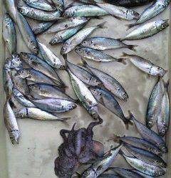 沖一文字北サビキ釣果〜アジ・グレ・タコ〜