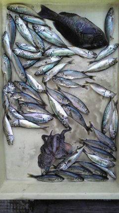 沖一文字北サビキ釣果〜アジ・グレ・タコ〜