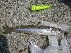 和歌山マリーナシティ、ちょい投げで20cmのキス！