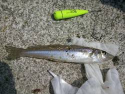 和歌山マリーナシティ、ちょい投げで20cm…