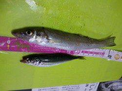 和歌山マリーナシティ、ちょい投げで20cmのキス！