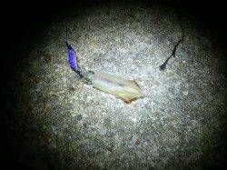 大蔵海岸、ライトエギング表層から底まで幅広く探るとアタリあり