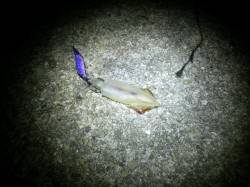 大蔵海岸、ライトエギング表層から底まで幅広…