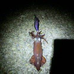 大蔵海岸、ライトエギング表層から底まで幅広く探るとアタリあり