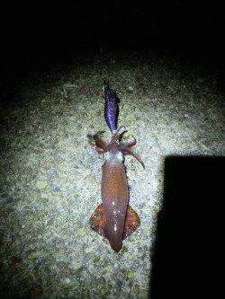 大蔵海岸、ライトエギング表層から底まで幅広く探るとアタリあり