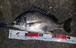 舞洲で短時間チニング釣行、キビレ・ガシラＧ…