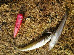 網干港百間波止にて、ちょい投げ・朝〜二時間の釣果