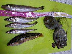 網干港百間波止にて、ちょい投げ・朝〜二時間の釣果