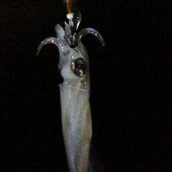 新浜漁港　19時から20時半のライトエギングでケンサキ4ハイ　