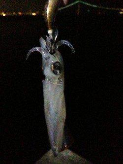 新浜漁港　19時から20時半のライトエギングでケンサキ4ハイ　