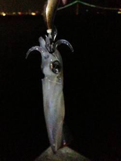 新浜漁港　19時から20時半のライトエギン…