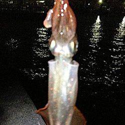 新浜漁港　19時から20時半のライトエギングでケンサキ4ハイ　