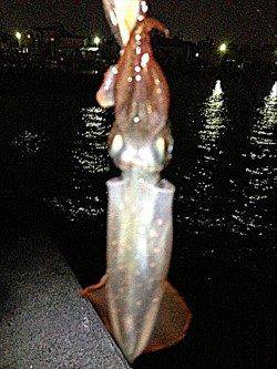 新浜漁港　19時から20時半のライトエギングでケンサキ4ハイ　