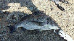 和歌川河口　朝マズメにルアーでチヌ2匹連続ヒット