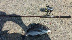 和歌川河口　朝マズメにルアーでチヌ2匹連続ヒット