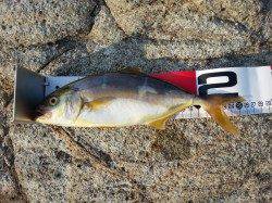 香住東港　豆アジの猛攻の中フカセでヒラマサ＆チャリコ☆