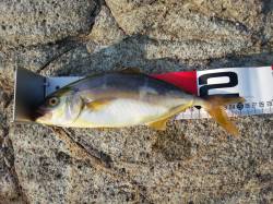 香住東港　豆アジの猛攻の中フカセでヒラマサ…