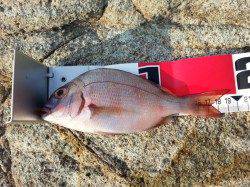 香住東港　豆アジの猛攻の中フカセでヒラマサ＆チャリコ☆