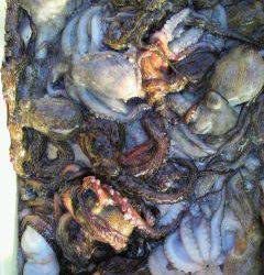 岸和田一文字　タコ数釣り継続中