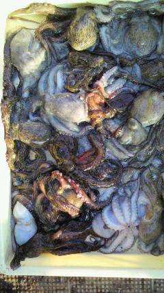 岸和田一文字　タコ数釣り継続中