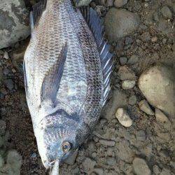 切目川河口　ポッパー使用でチヌ39cm