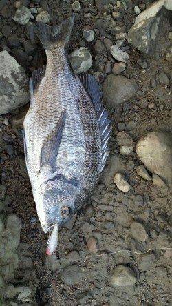 切目川河口　ポッパー使用でチヌ39cm