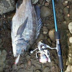 切目川河口　ポッパー使用でチヌ39cm