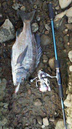 切目川河口　ポッパー使用でチヌ39cm