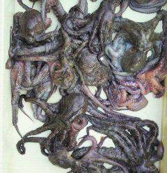 岸和田一文字　タコの釣果も続いてます☆