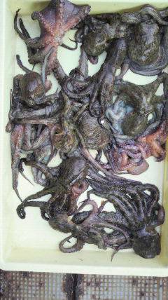 岸和田一文字　タコの釣果も続いてます☆