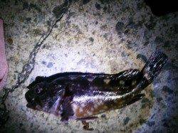 ポートアイランド北公園にて涼みながらの夜釣りの釣果