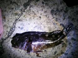 ポートアイランド北公園にて涼みながらの夜釣…