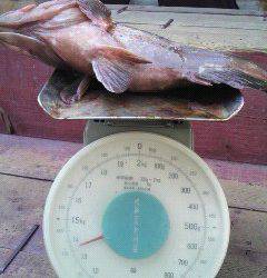 40cmオーバーのアコウがタコジグに掛かりました